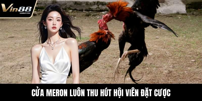 Đá Gà Thomo - Sới Đấu Cuồng Nhiệt Đỉnh Cao Tại VIN88 12 Cửa Meron luôn thu hút hội viên đặt cược