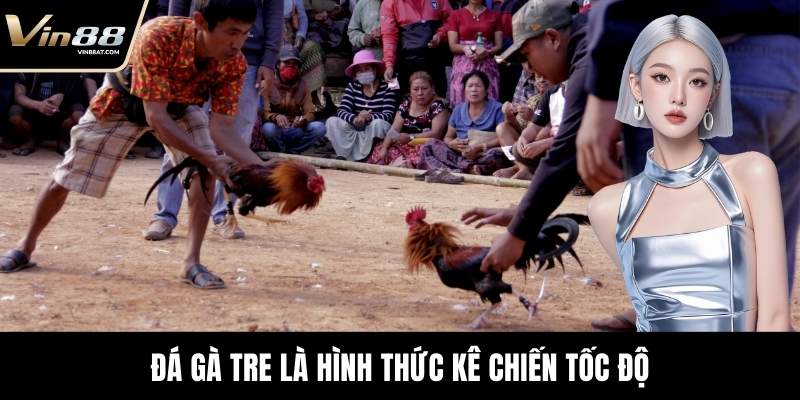 Đá Gà Tre - Màn Đối Kháng Kỹ Thuật Đỉnh Cao Tại VIN88 14 Đá gà tre là hình thức kê chiến tốc độ