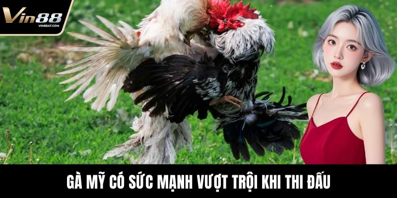 Đá Gà Thomo - Sới Đấu Cuồng Nhiệt Đỉnh Cao Tại VIN88 11 Gà Mỹ có sức mạnh vượt trội khi thi đấu