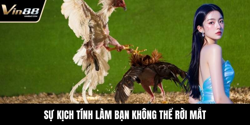 Đá Gà Tre - Màn Đối Kháng Kỹ Thuật Đỉnh Cao Tại VIN88 16 Sự kịch tính làm bạn không thể rời mắt